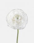 Ranunculus White