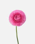 Ranunculus Pink