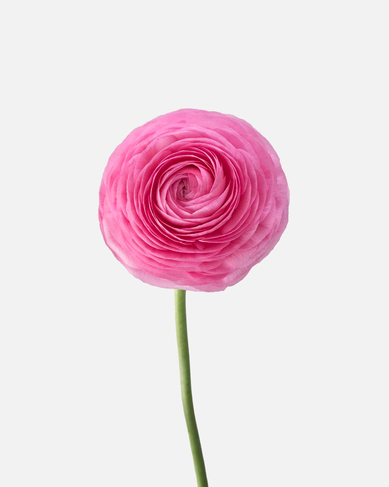Ranunculus Pink