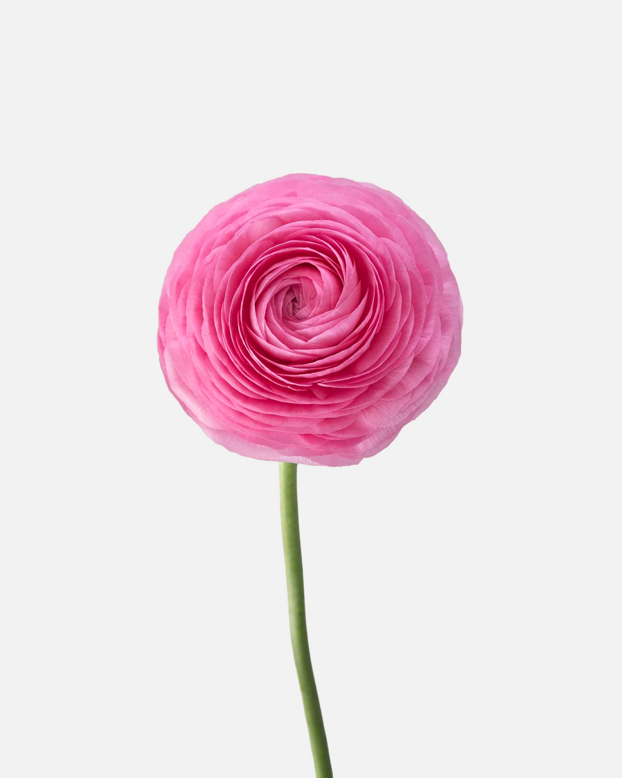 Ranunculus Pink