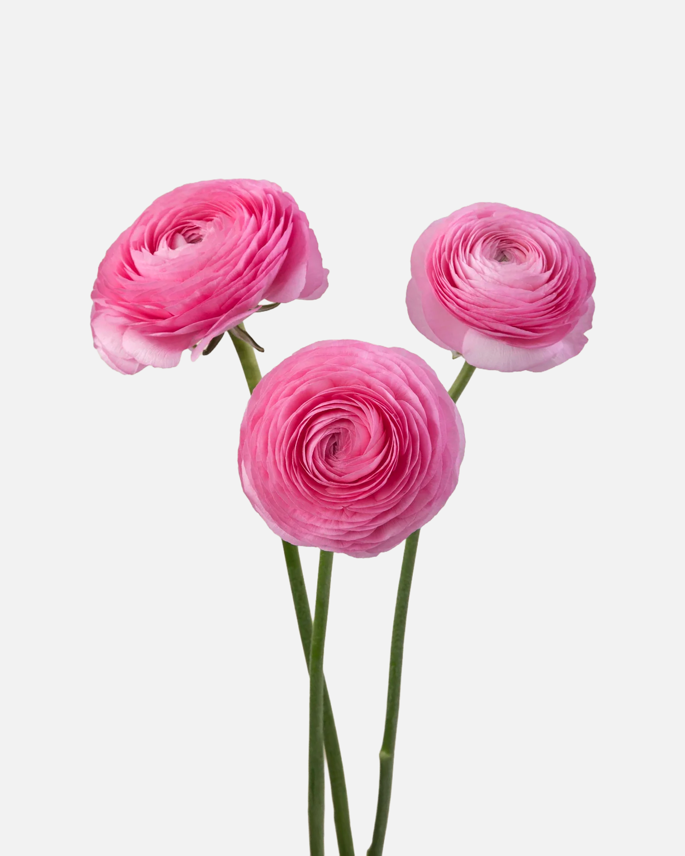 Ranunculus Pink