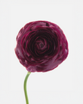 Ranunculus Burgundy