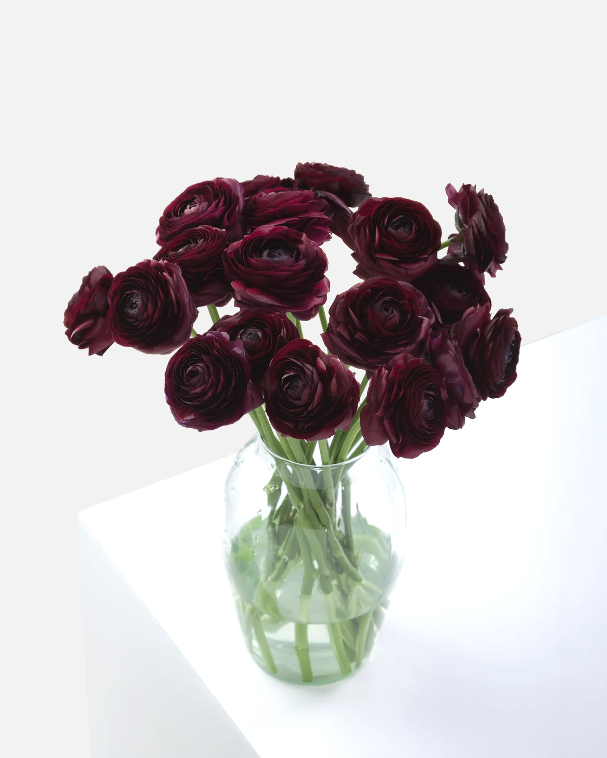 Ranunculus Burgundy