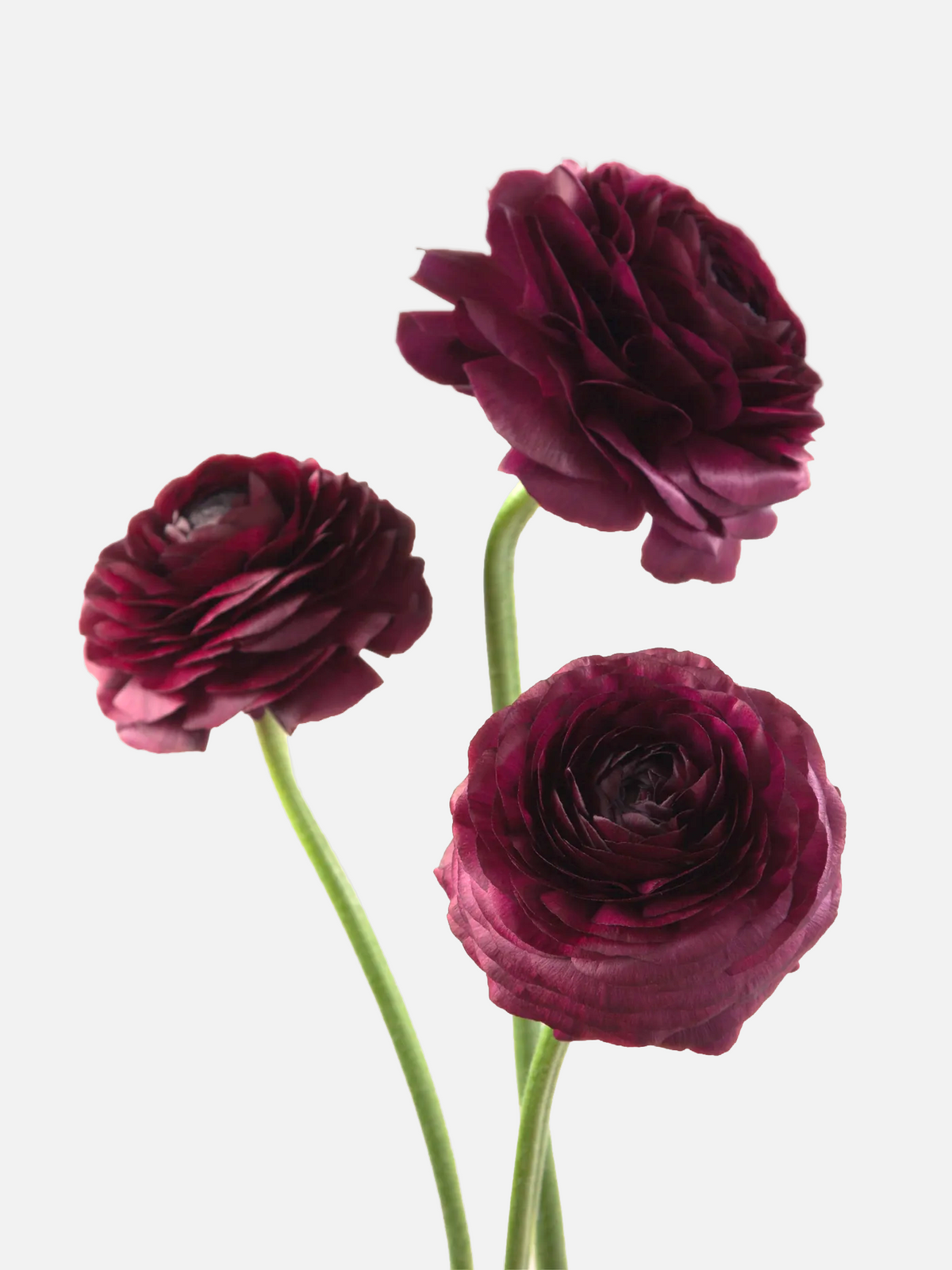 Ranunculus Burgundy
