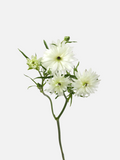Ranunculus Moderna Galaxy White