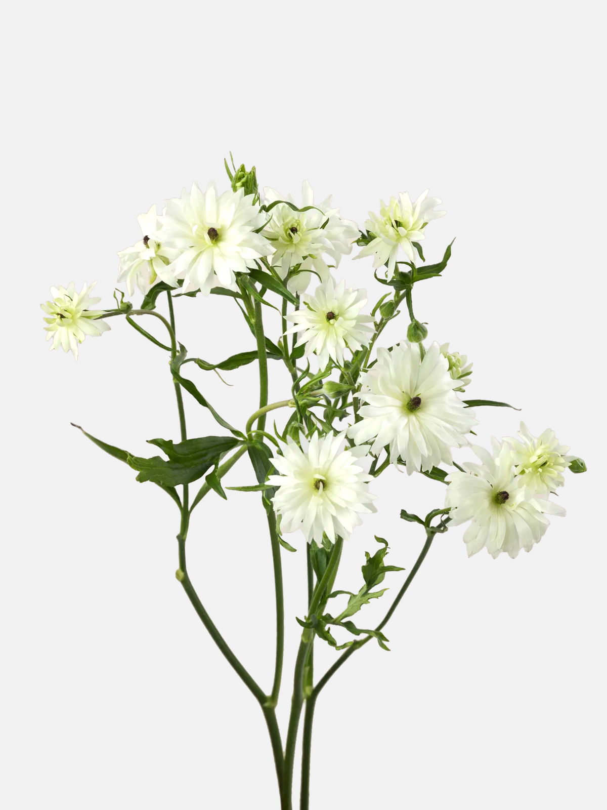 Ranunculus Moderna Galaxy White