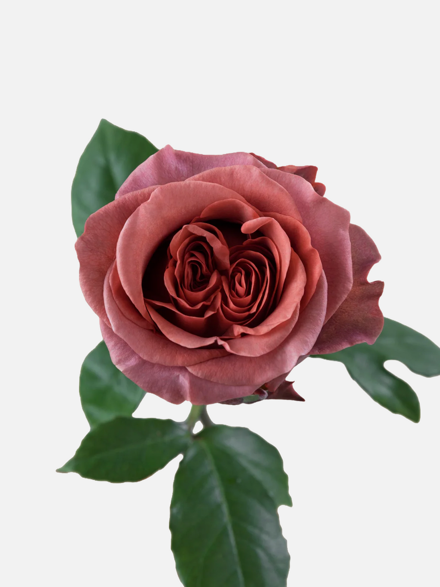 Razzmatazz Garden Roses Brown Short