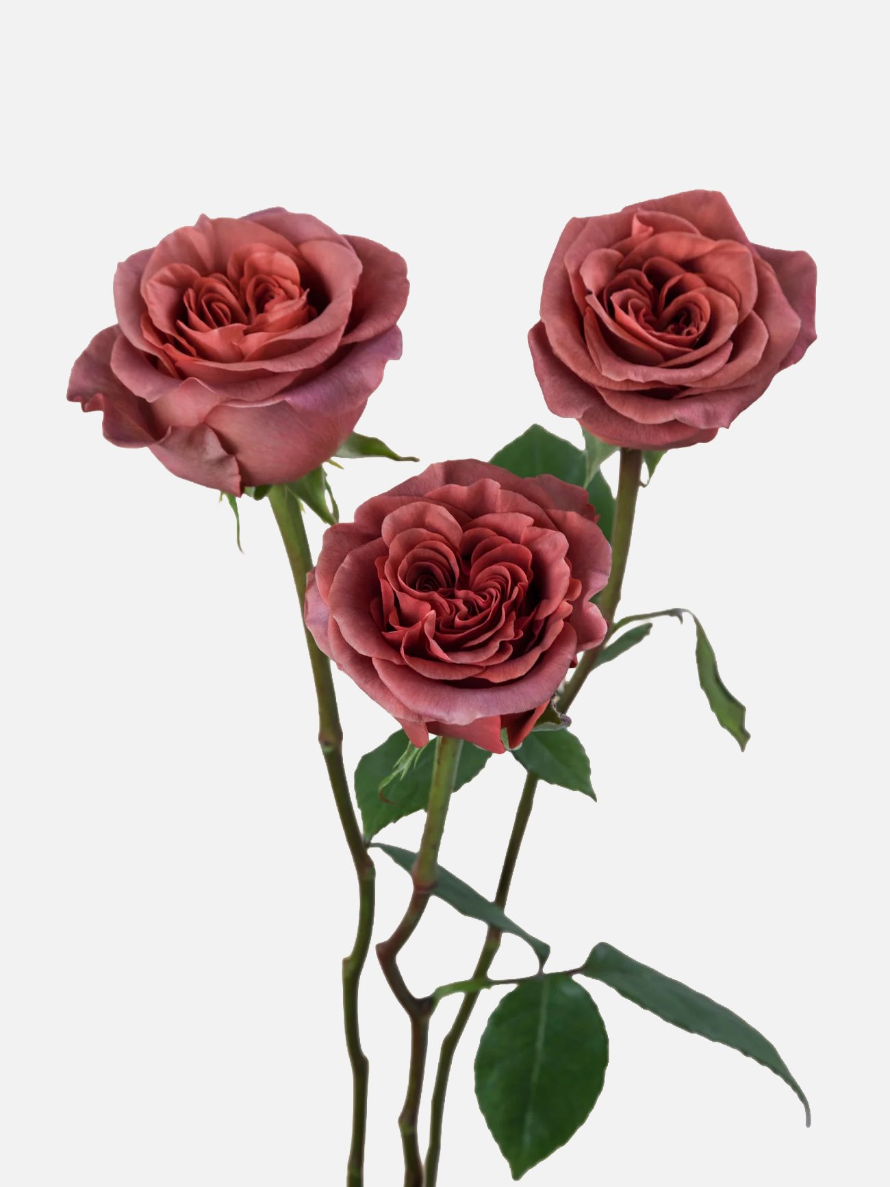 Razzmatazz Garden Roses Brown Short