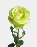 Green Romance Roses Long