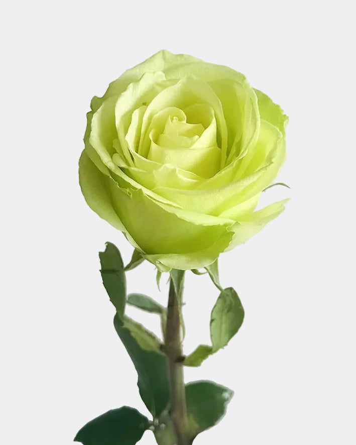 Green Romance Roses Long