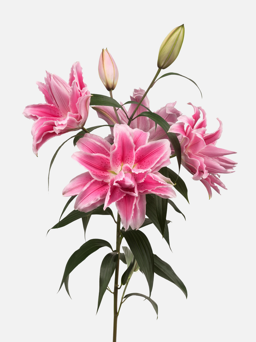 Roselily Pink