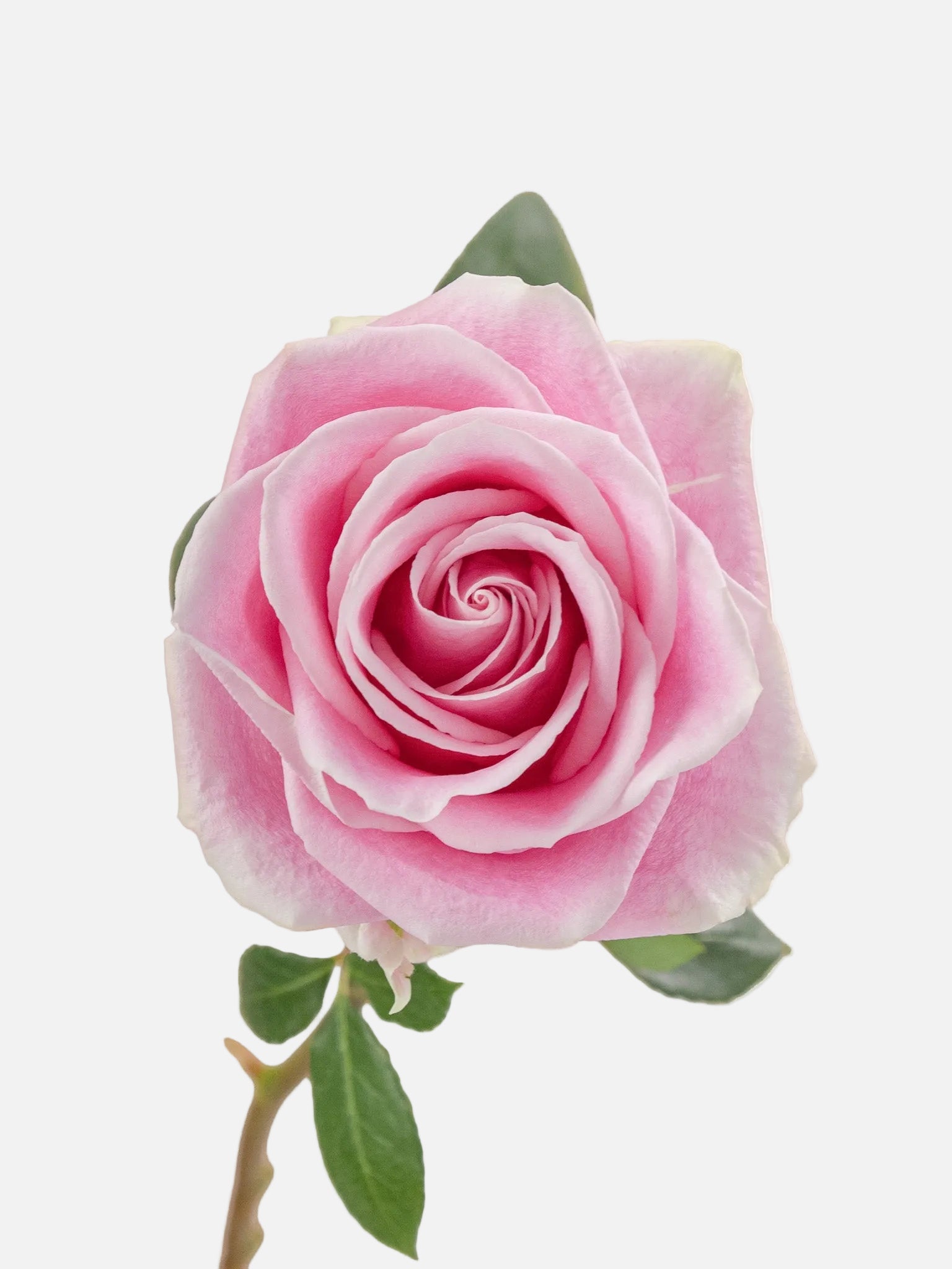 Rosita Vendela Rosas Rosa Corto