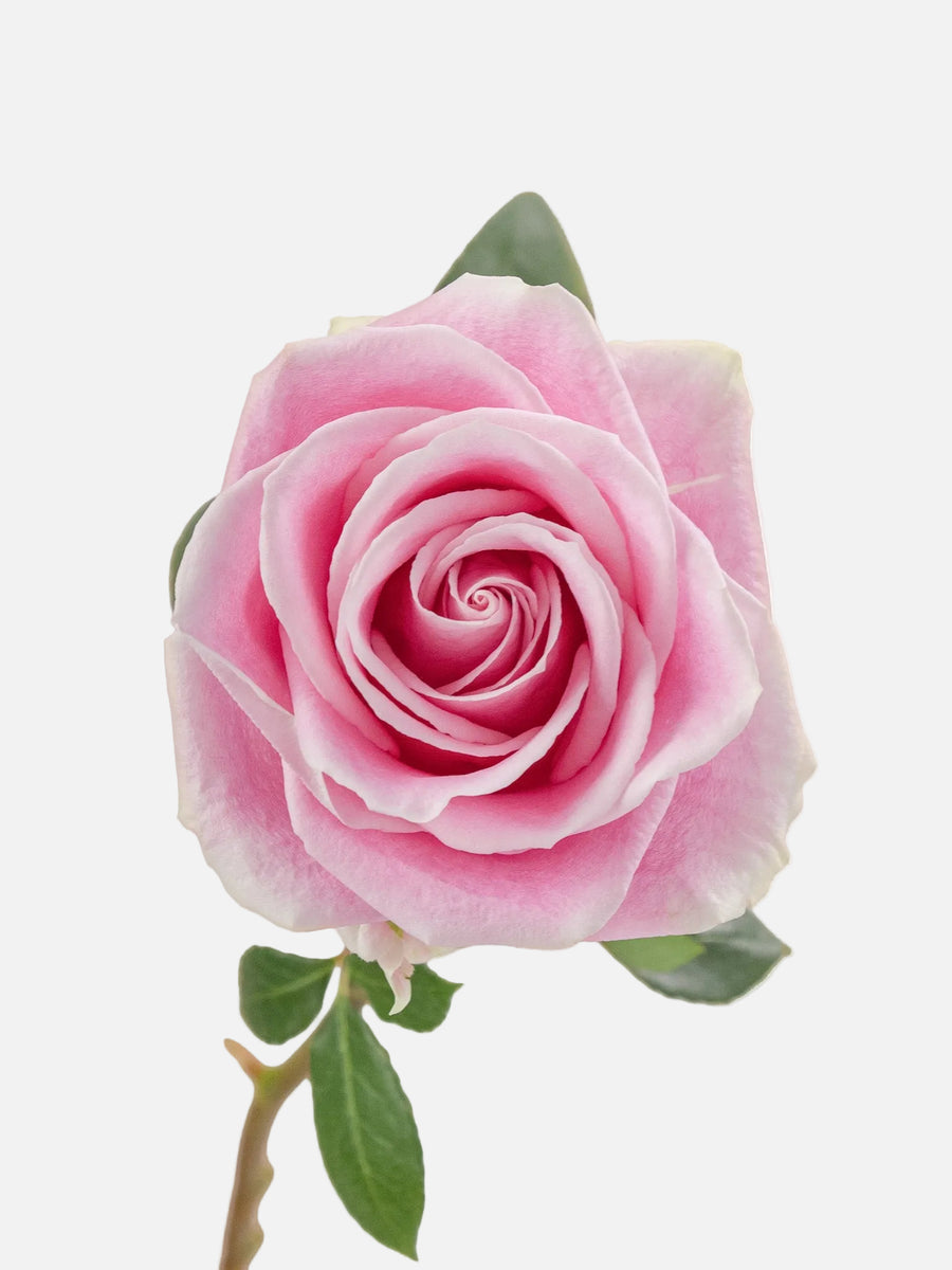 Rosita Vendela Rosas Rosa Larga