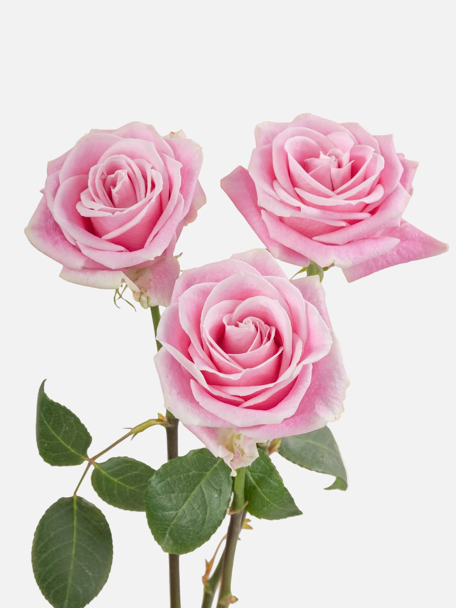Rosita Vendela Rosas Rosa Corto