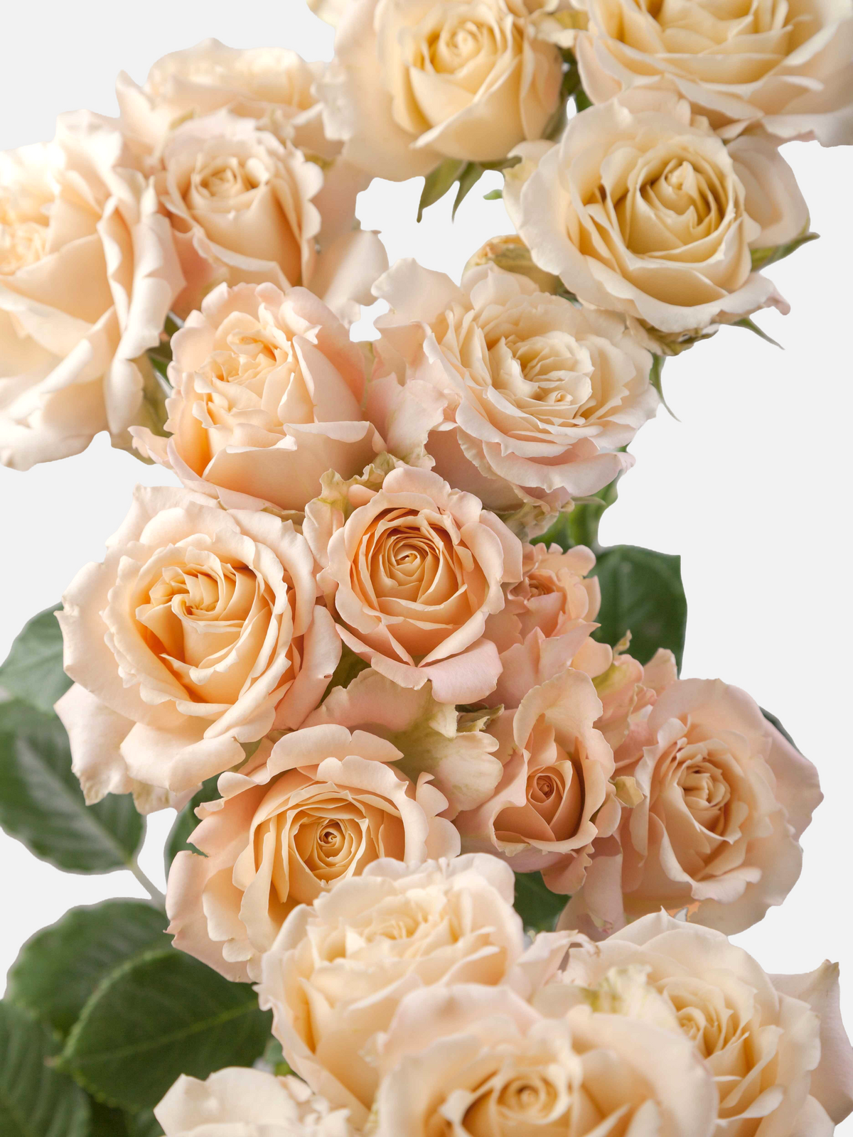 Spray Roses Sahara Sensation