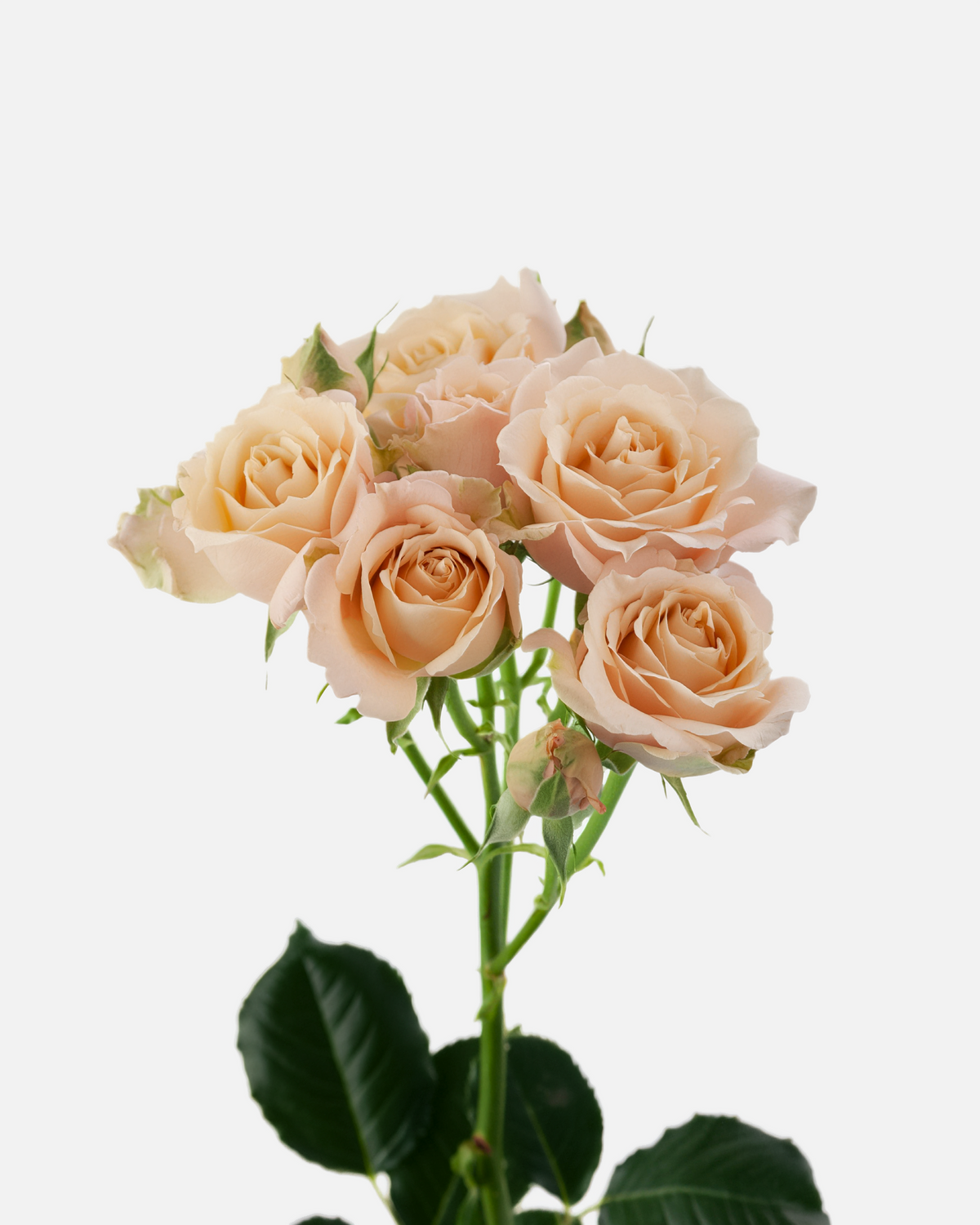 Spray Roses Sahara Sensation