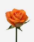Sawa Roses Long
