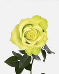 Jade Roses Long