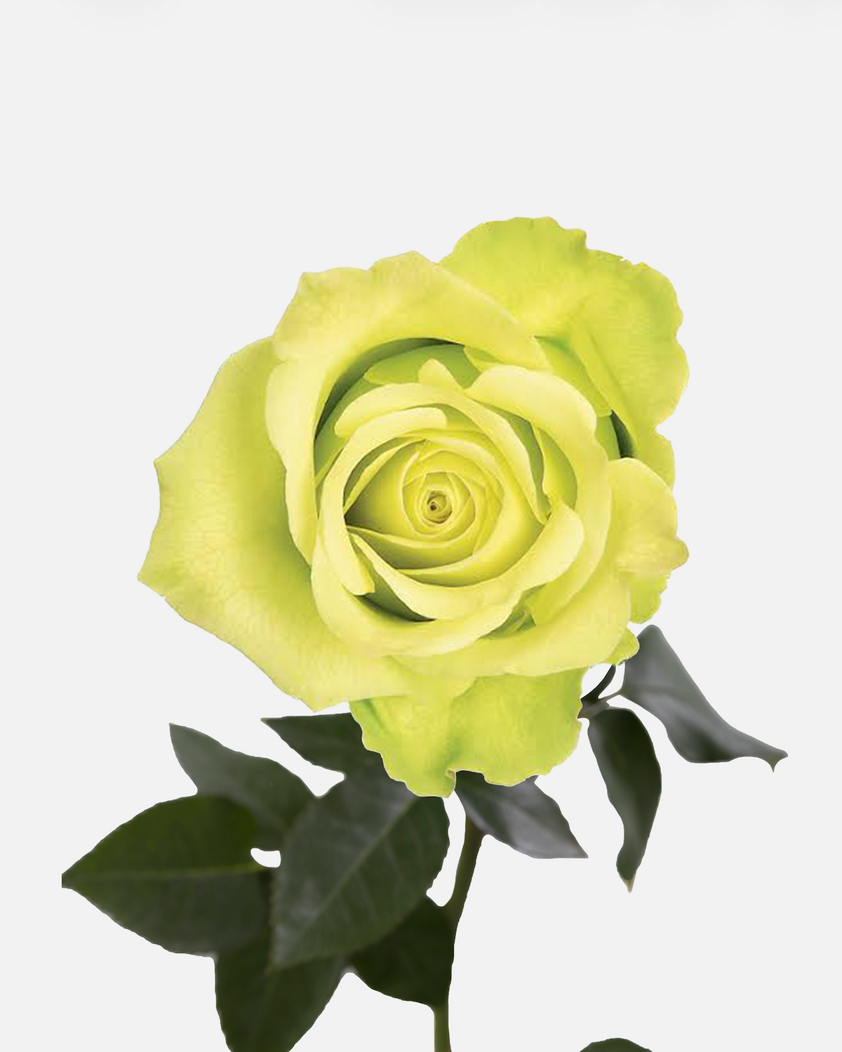 Jade Roses Long