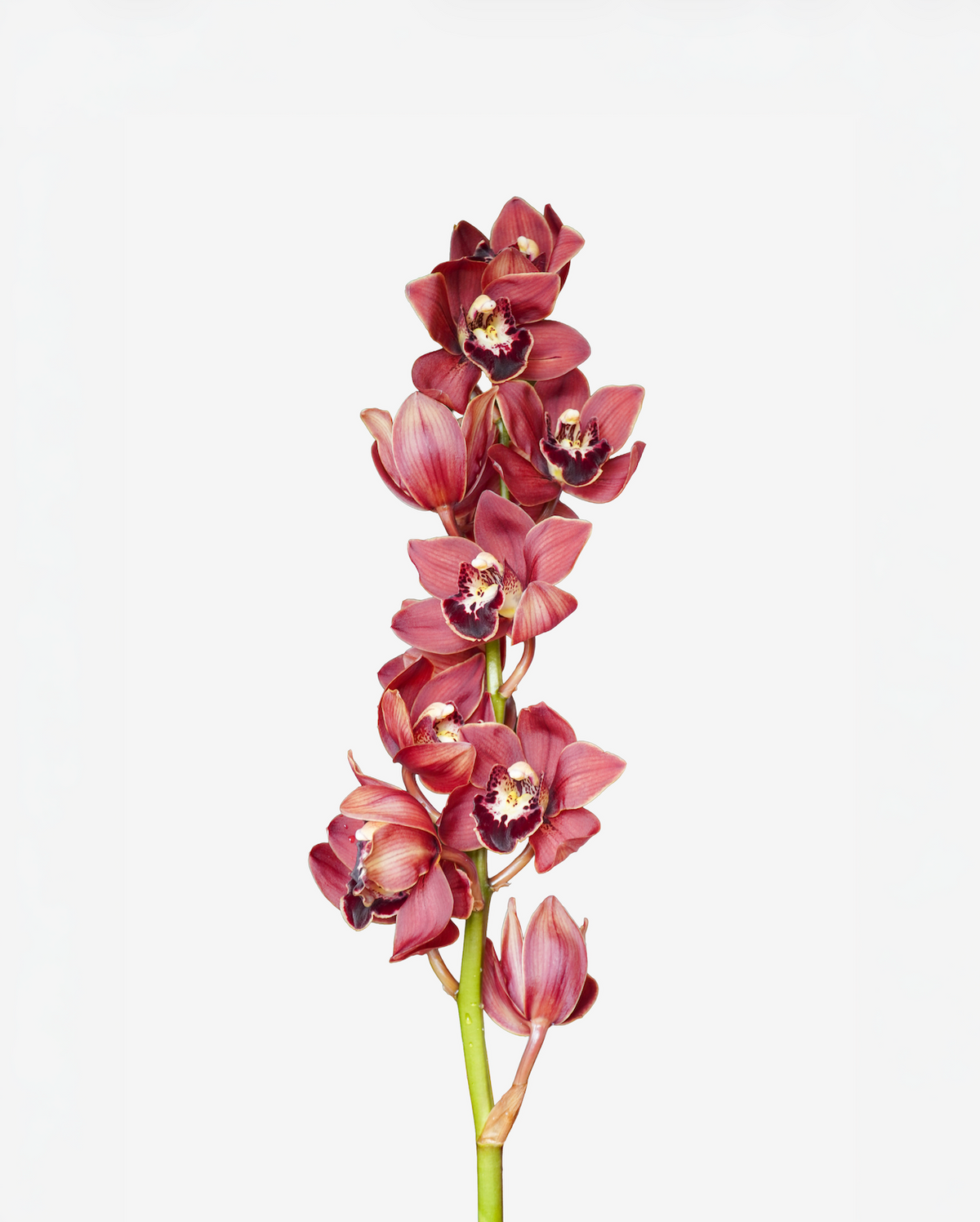 Cymbidium Mini Burgundy