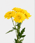 Cushion Yellow