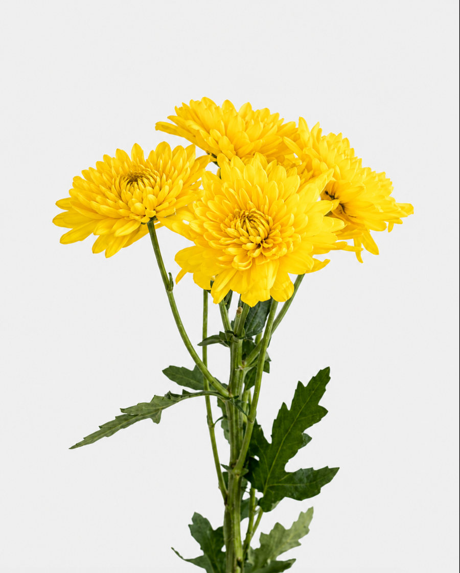 Pompón de cojín amarillo