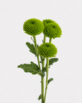 Botones Verdes Poms