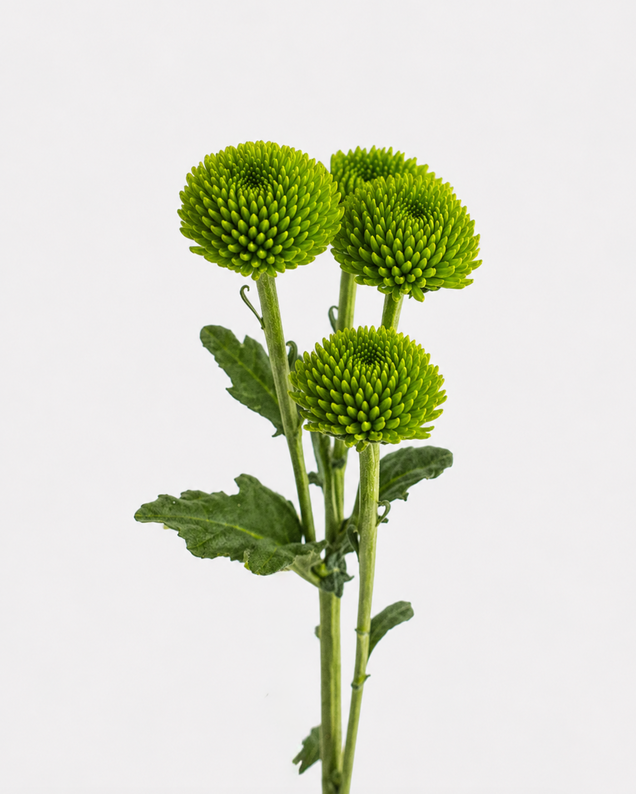 Botones Verdes Poms