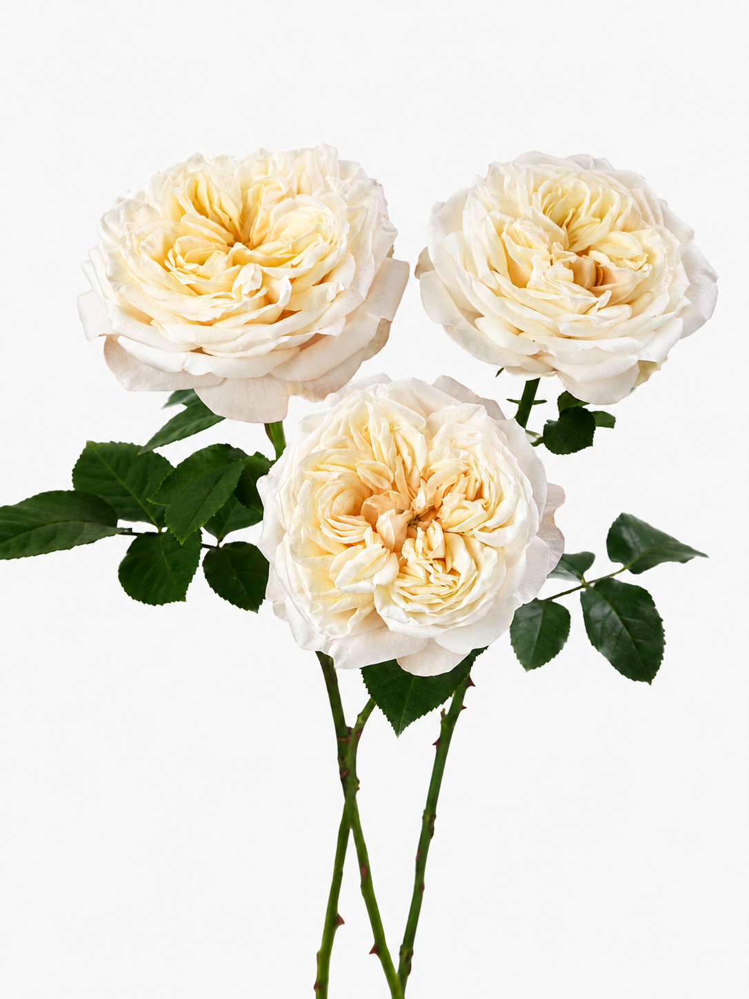 Fatima Garden Rose Short
