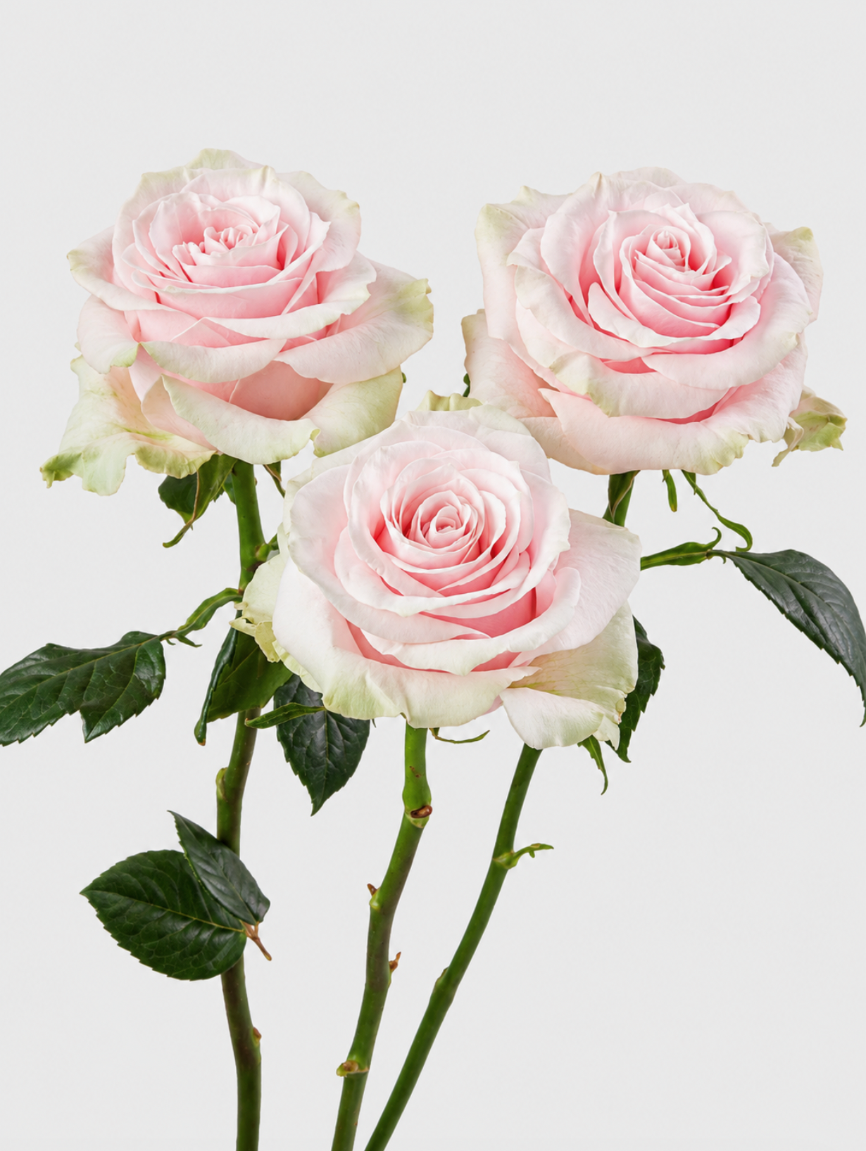 Mondial Rosas Rosa Corta