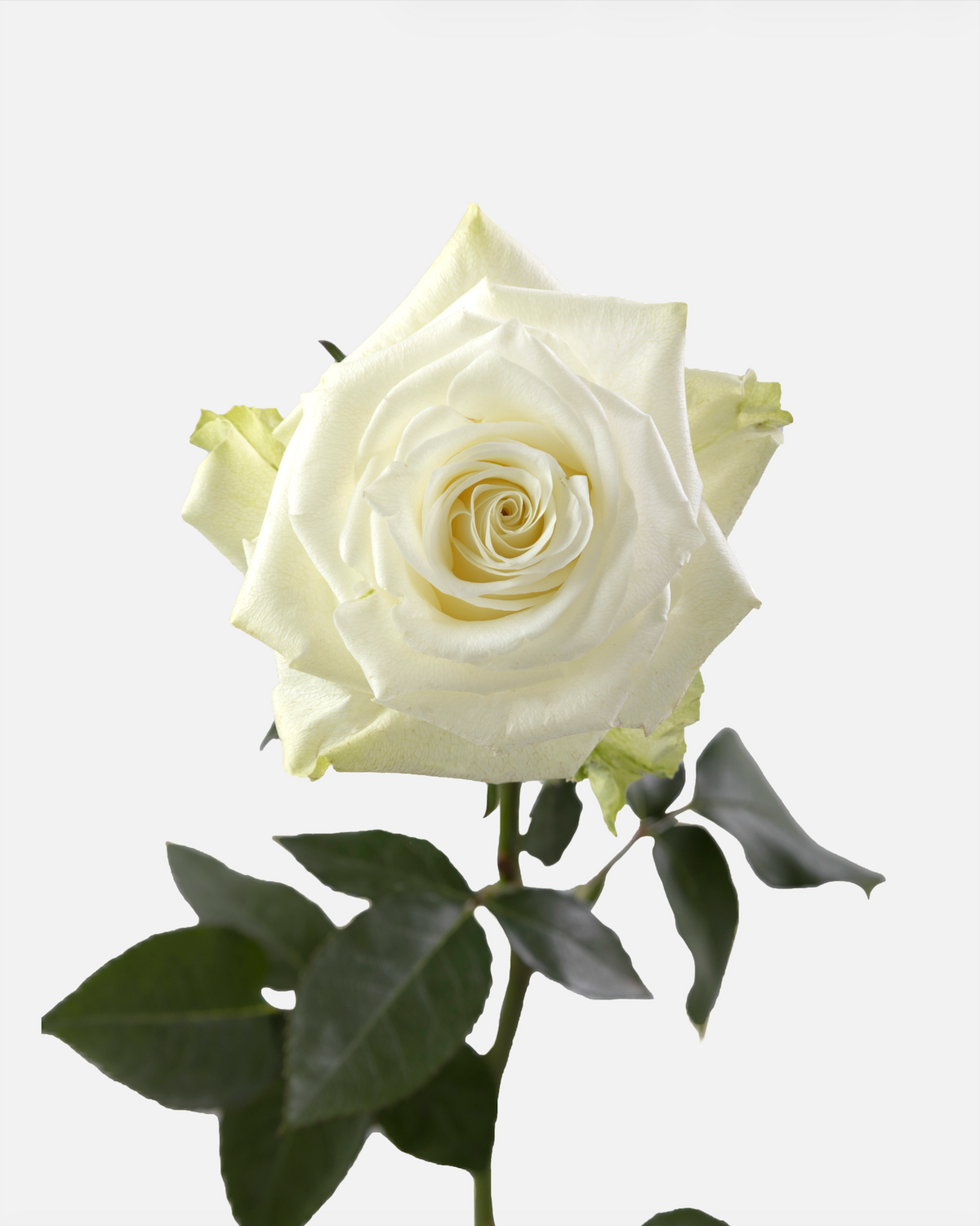 Mia Roses White Short