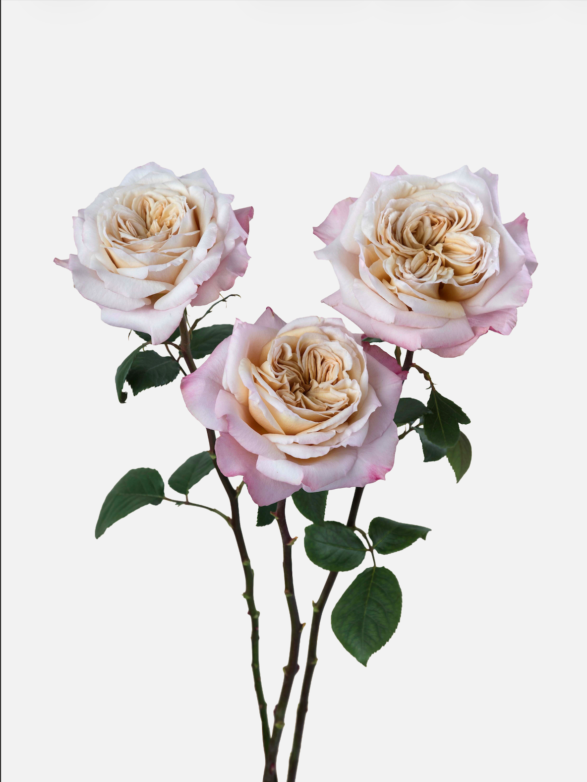 Miyabi Roses Short