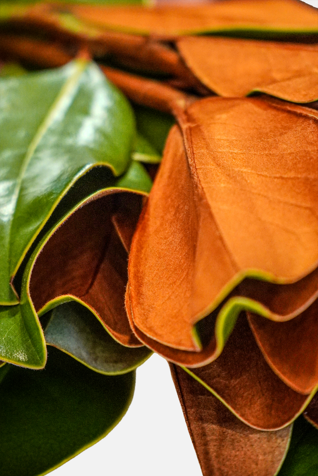 Magnolia Tips