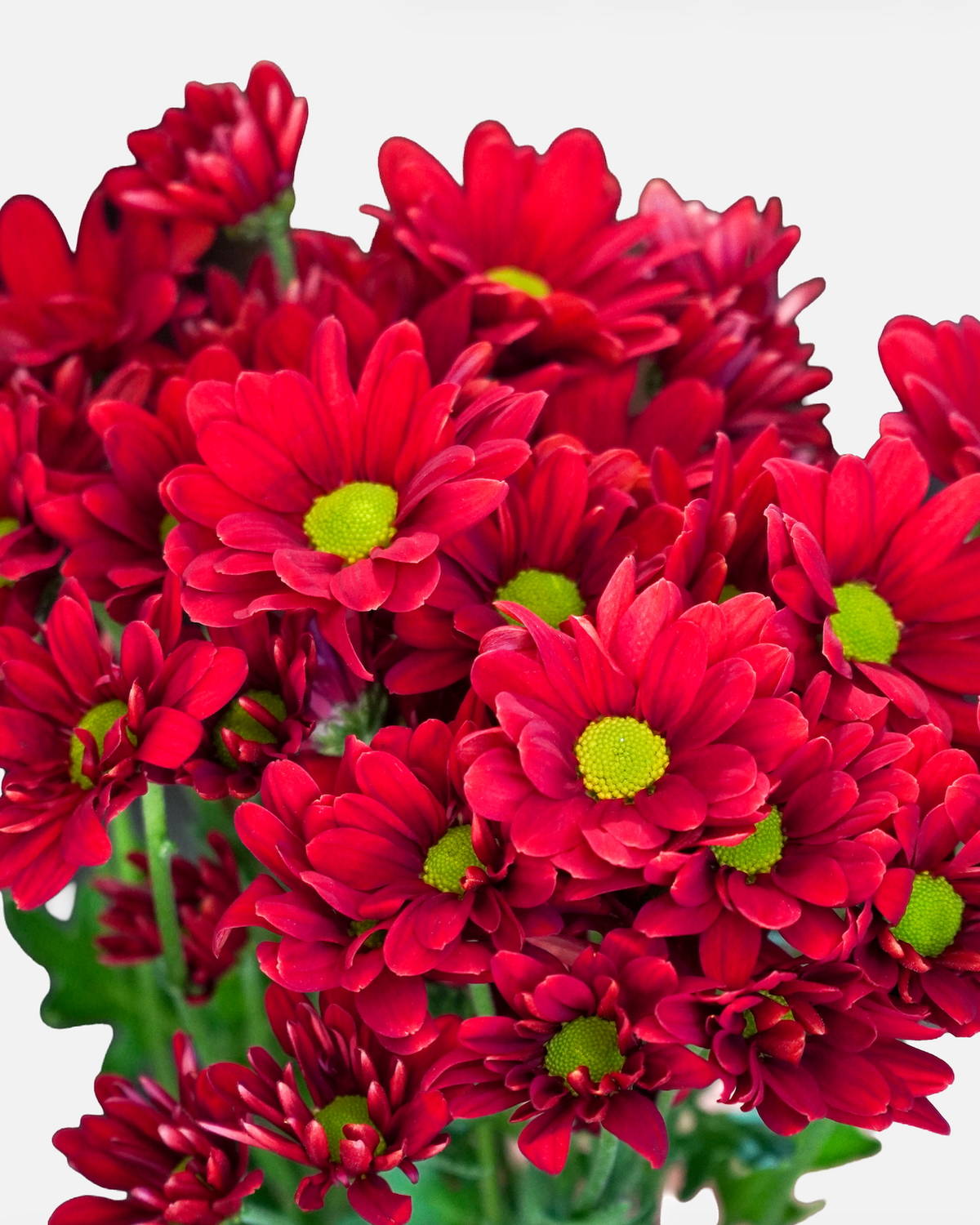 Daisy Red