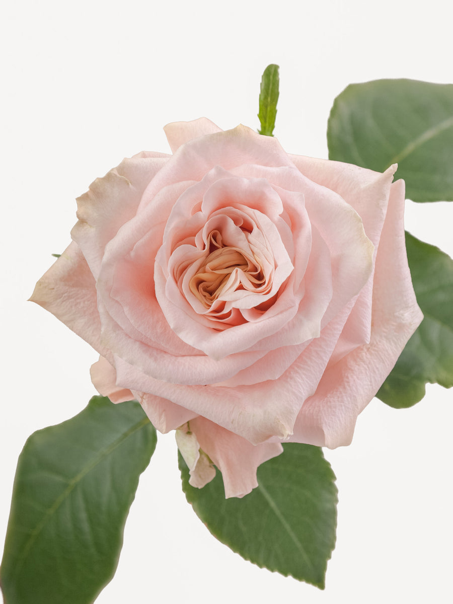 Shimmer Roses Peach Largo