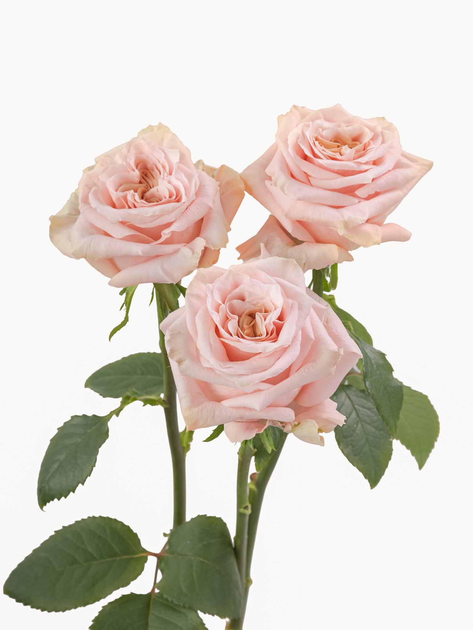 Shimmer Roses Short