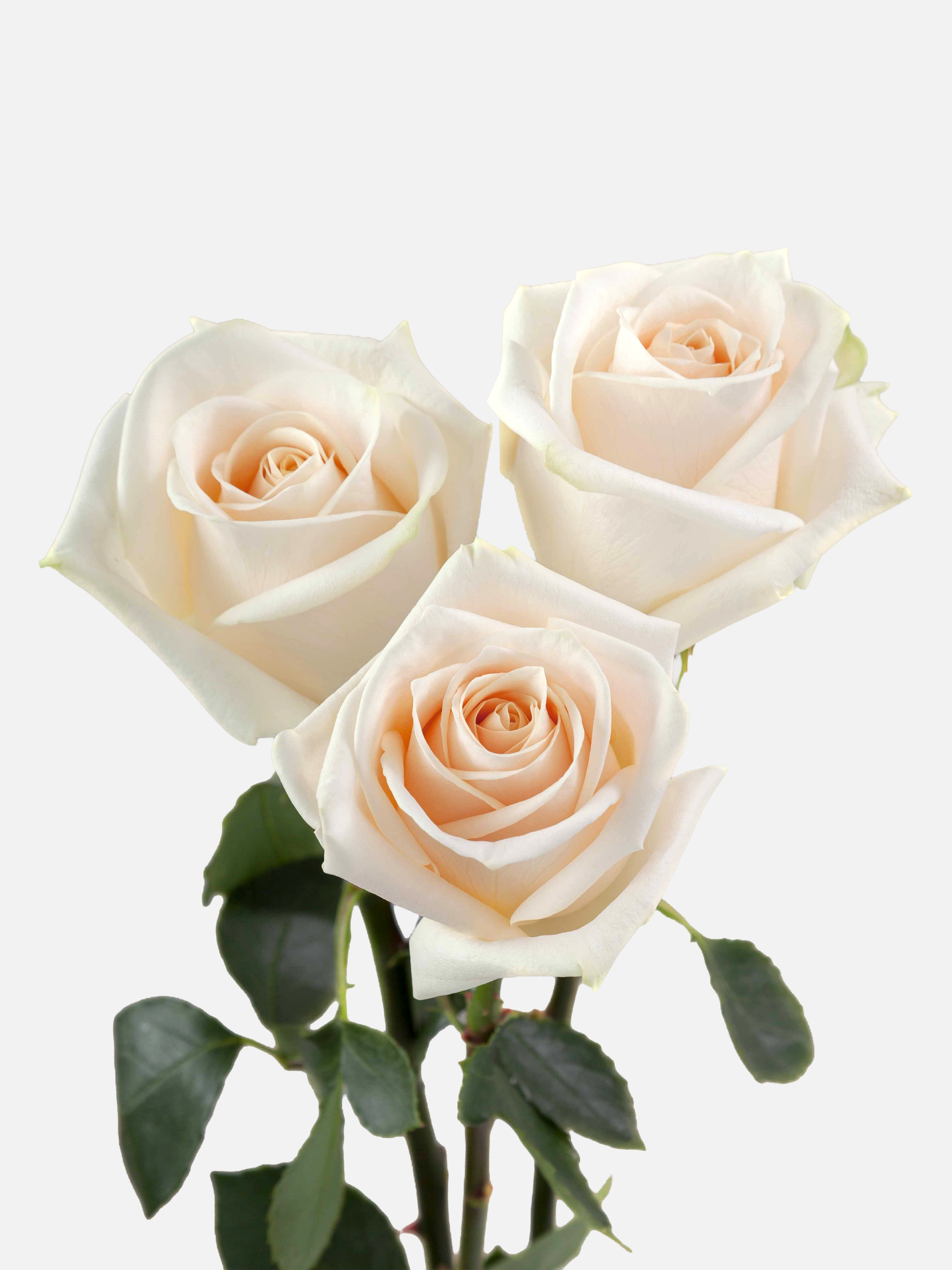 Soul Roses White Long