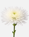 Spider Mums White