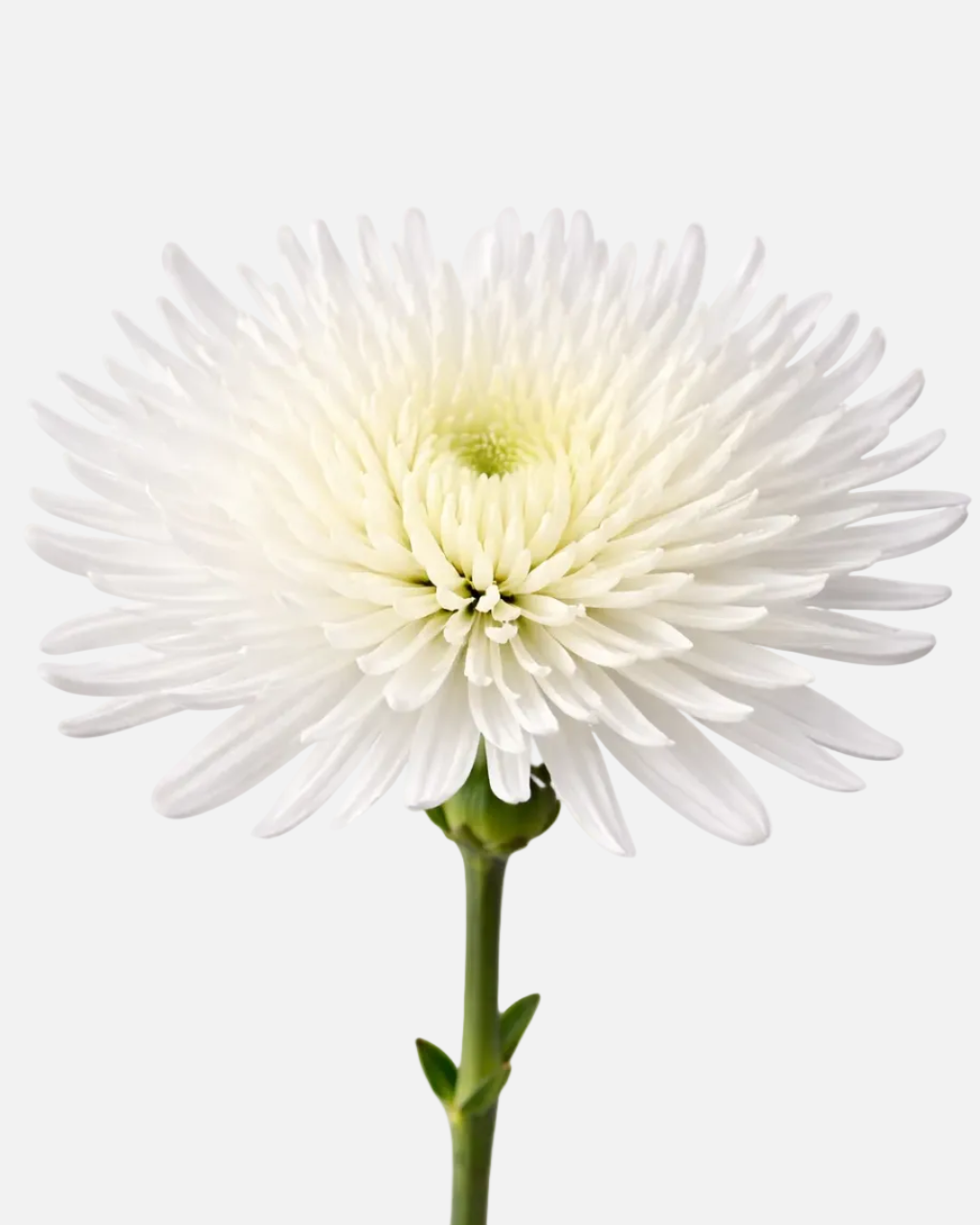 Spider Mums White