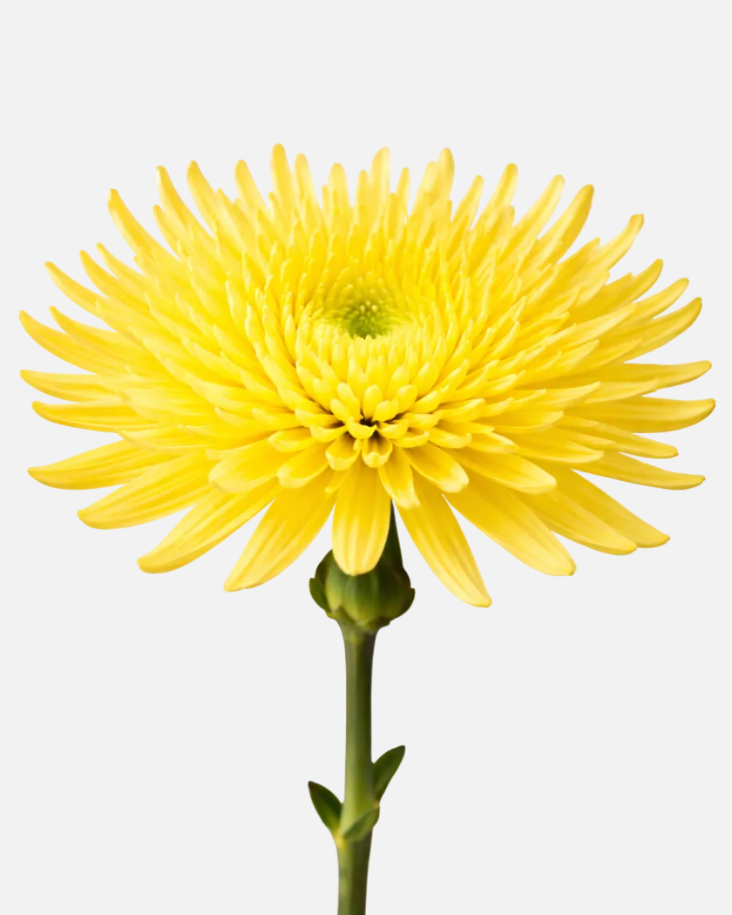 Spider Mums Yellow