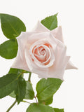 Rosas esquimales dulces rosa corto