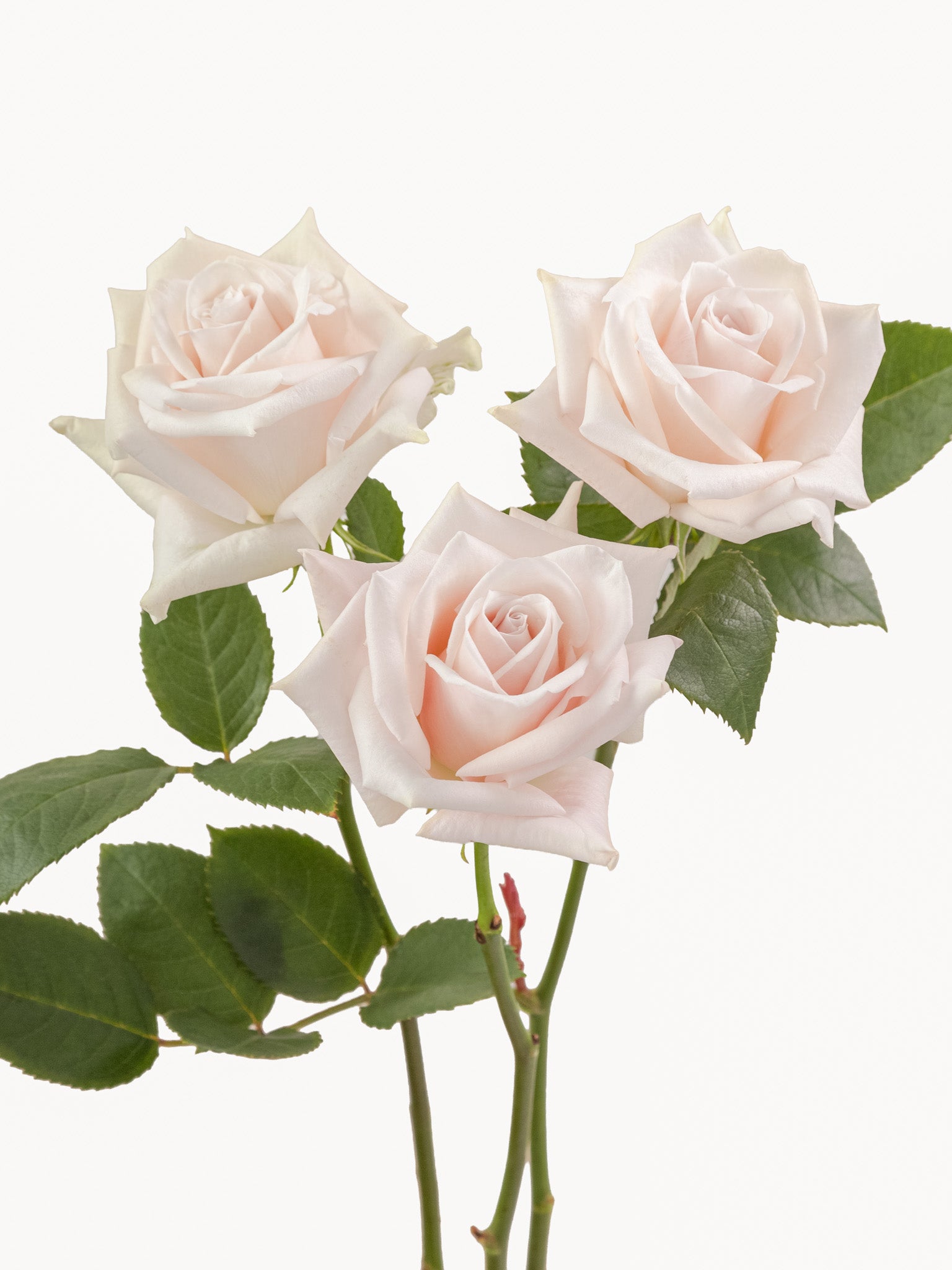 Rosas esquimales dulces rosa corto