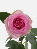 Sweet Unique Rose Long