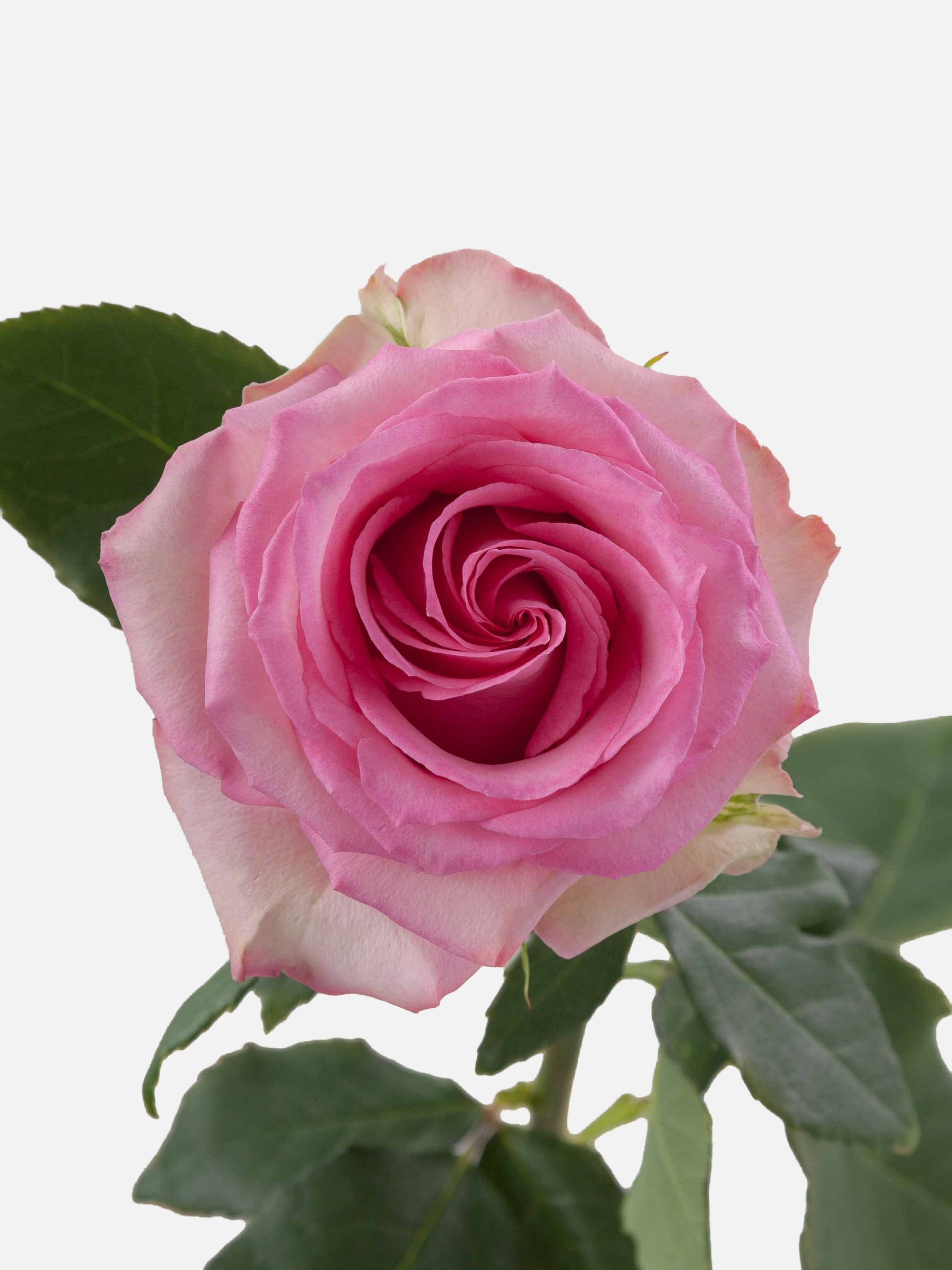 Sweet Unique Rose Long