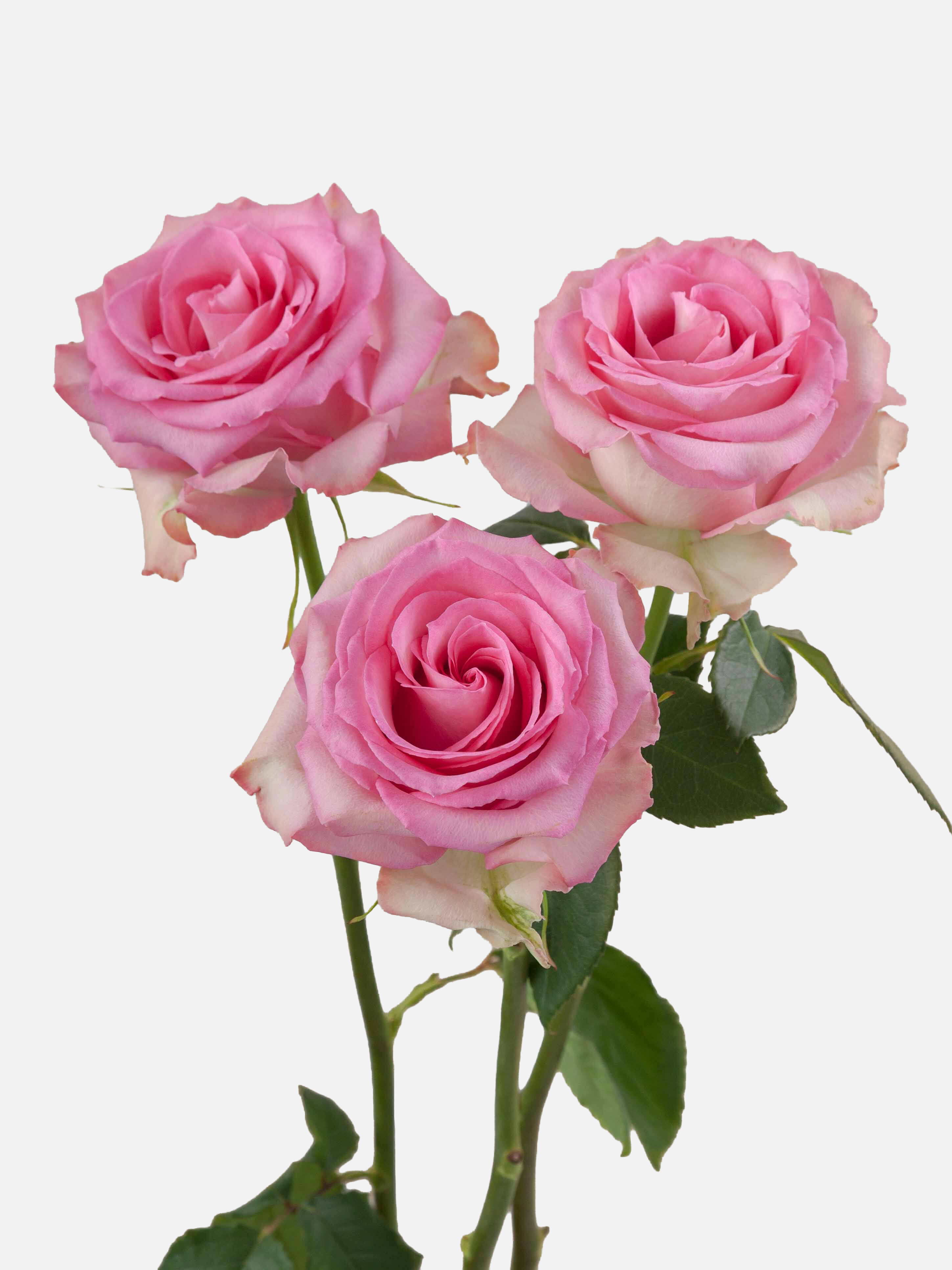 Sweet Unique Rose Long