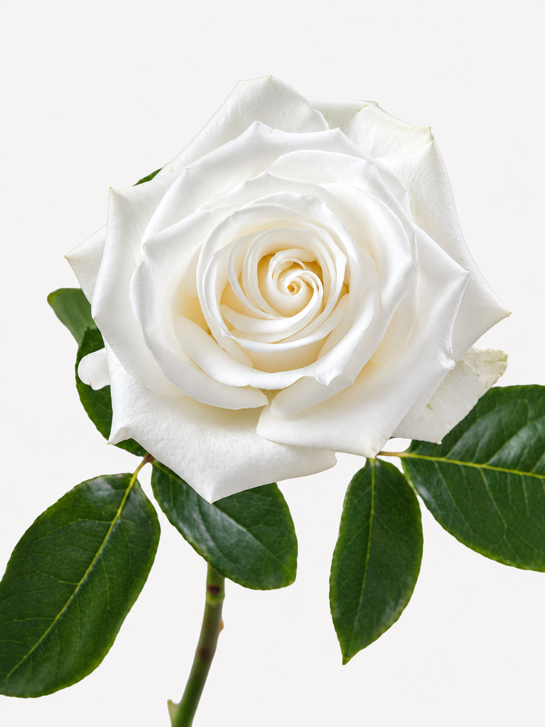 Tibet Roses Blanco Largo