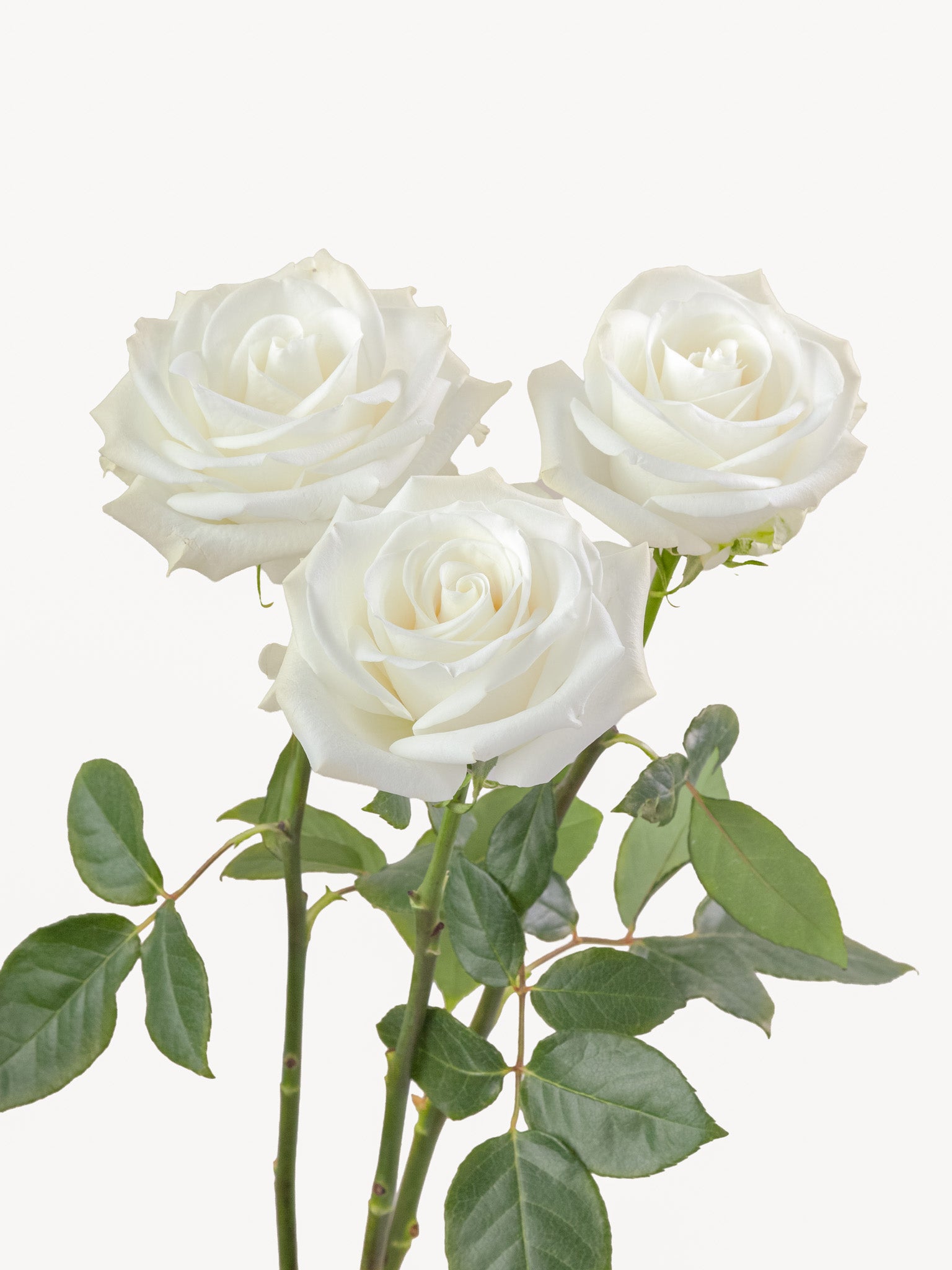 Tibet Roses Blanco Largo