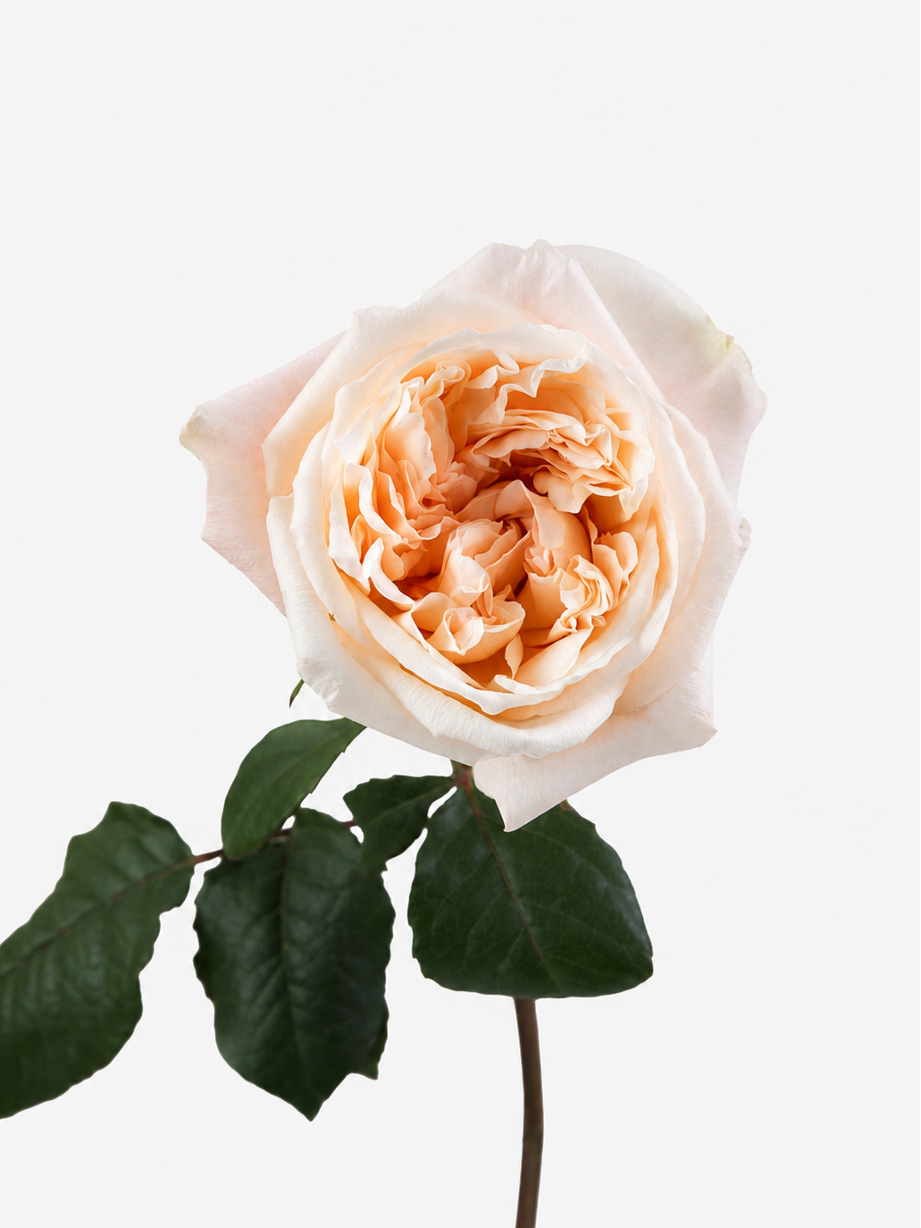 Tie Dye Garden Roses Long
