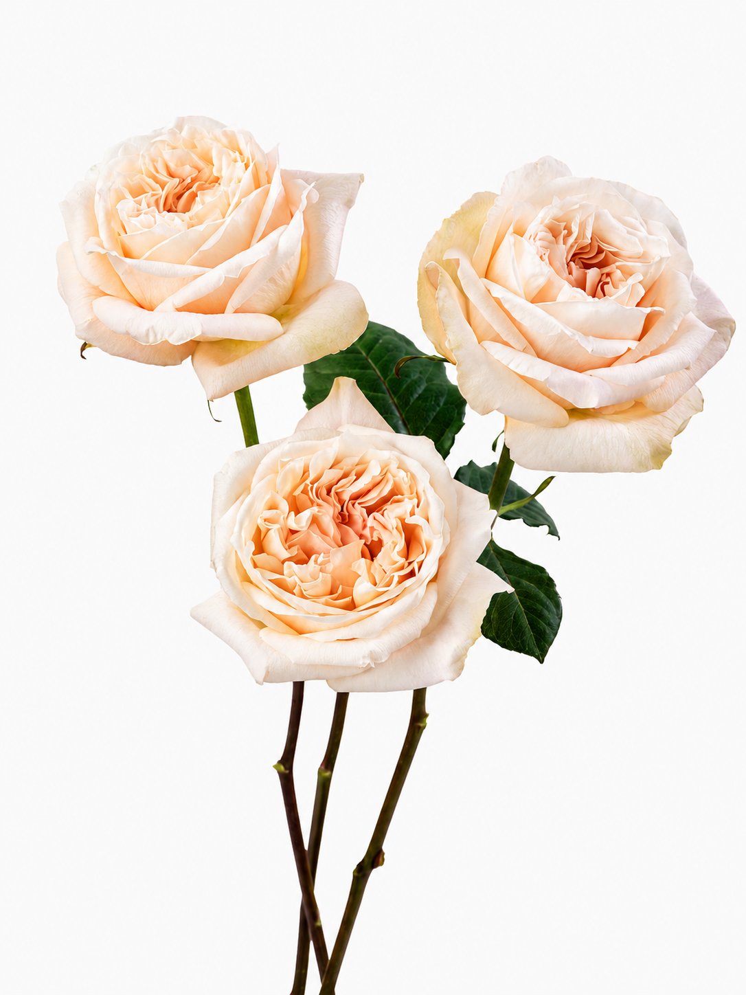 Tie Dye Garden Roses Long