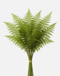 Tree Fern